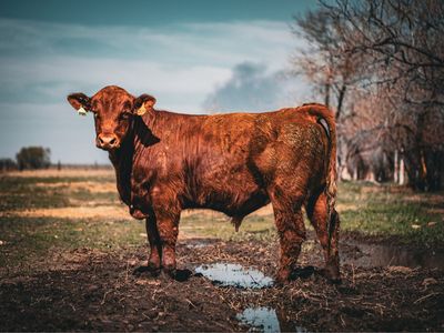 Yearling Gelbvieh Bull