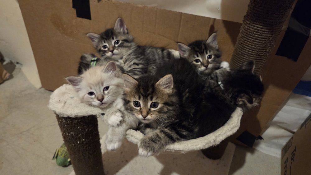 Adorable Half Ragdoll Kittens