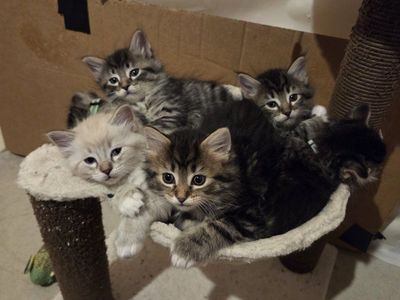 Adorable Half Ragdoll Kittens
