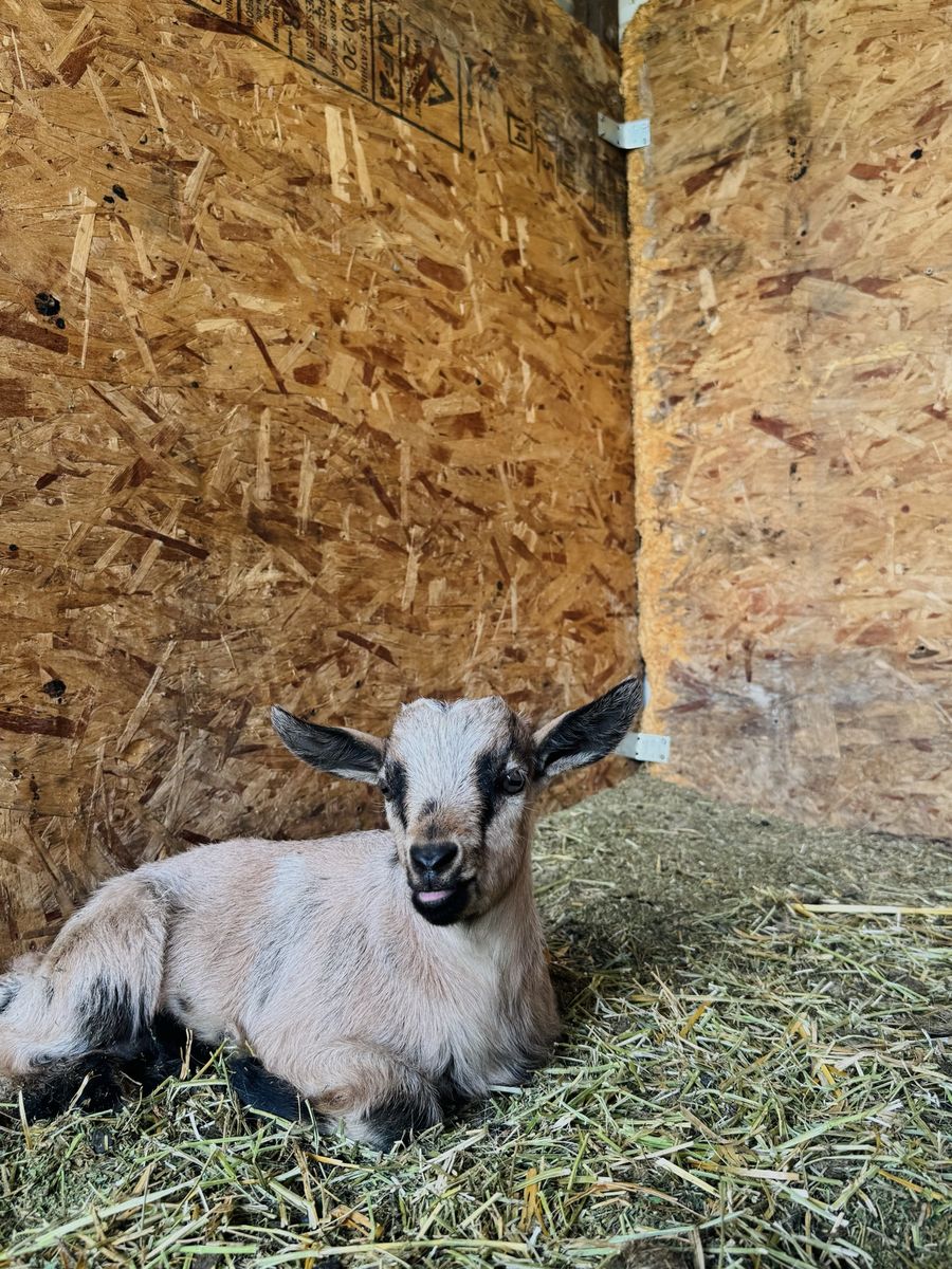 Fainting Buck Goat Available – Tim| Maple Creek Farm