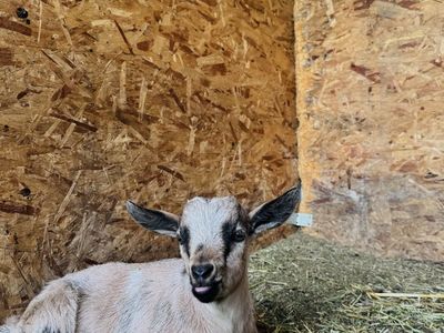Fainting Buck Goat Available – Tim| Maple Creek Farm