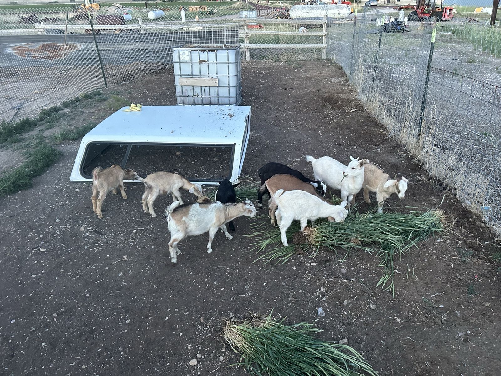 Trade baby goats for pigs