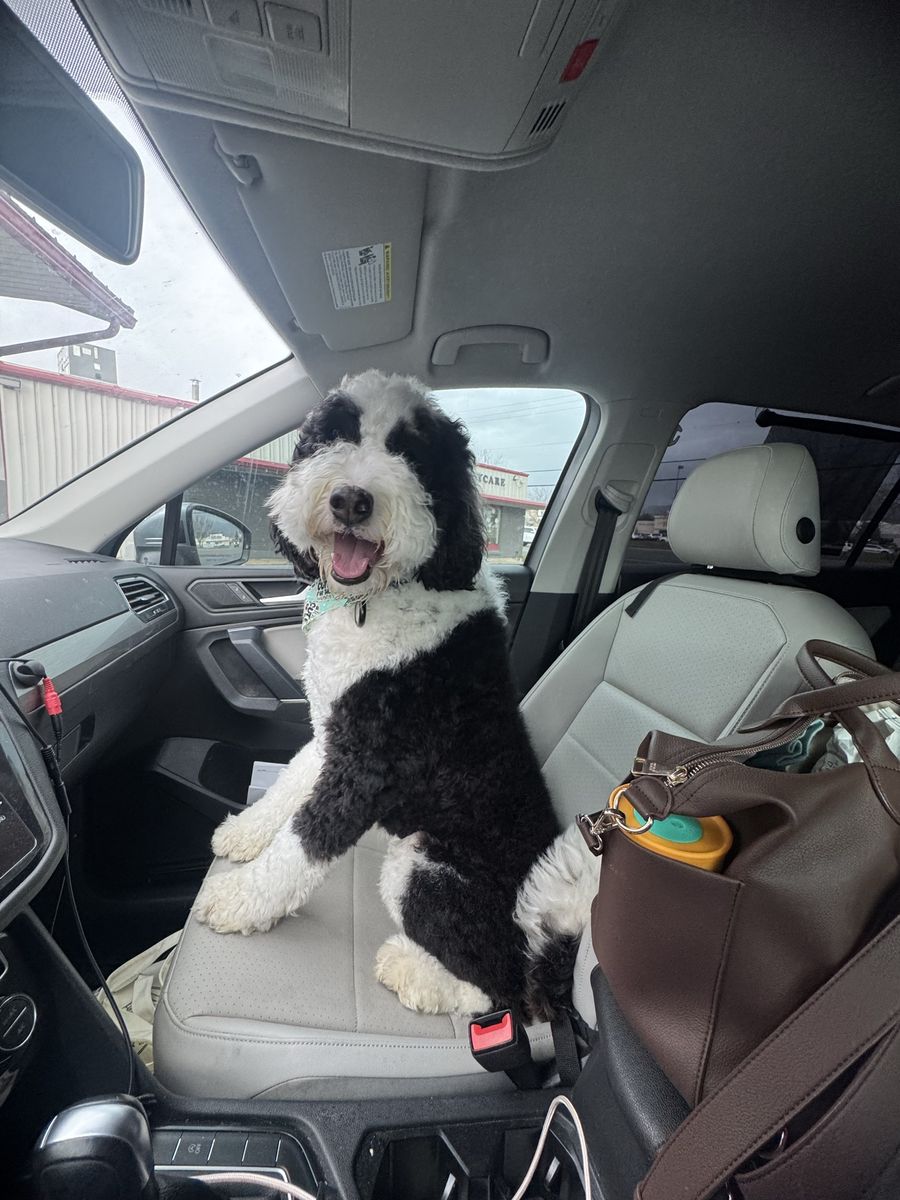 Bernedoodle (2.5 yo) - Male, Hypoallergenic, Ready for a Loving Home!