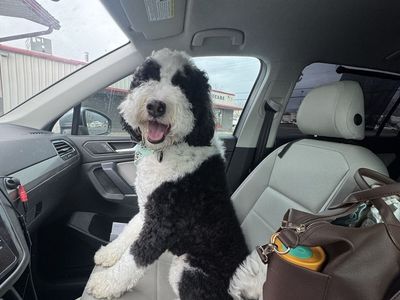 Bernedoodle (2.5 yo) - Male, Hypoallergenic, Ready for a Loving Home!