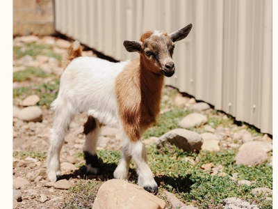 Nigerian Dwarf Kids - BLUE EYES