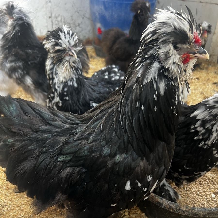 Rare Mottled Satin Silkie Rooster