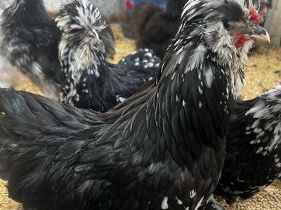 Rare Mottled Satin Silkie Rooster