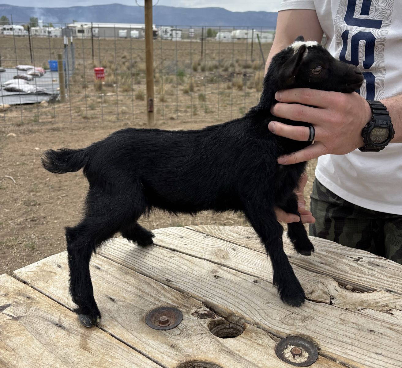 ADGA Nigerian Dwarf Doelings/Bucklings