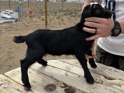 ADGA Nigerian Dwarf Doelings/Bucklings