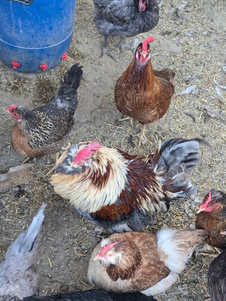 salmon faverolle rooster