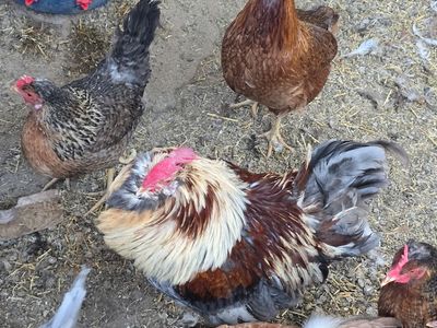 salmon faverolle rooster