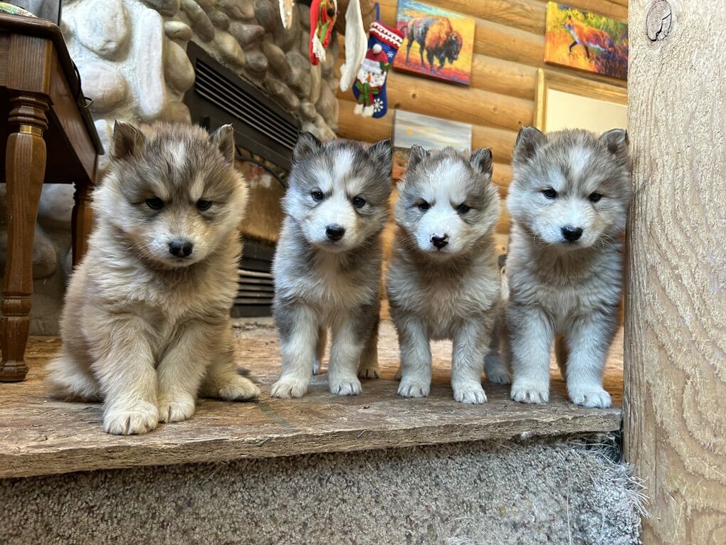 Hypoallergenic Native American Indian Dog Puppies
