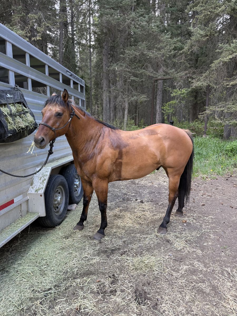 Dunskin AQHA Horse