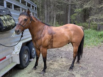 Dunskin AQHA Horse