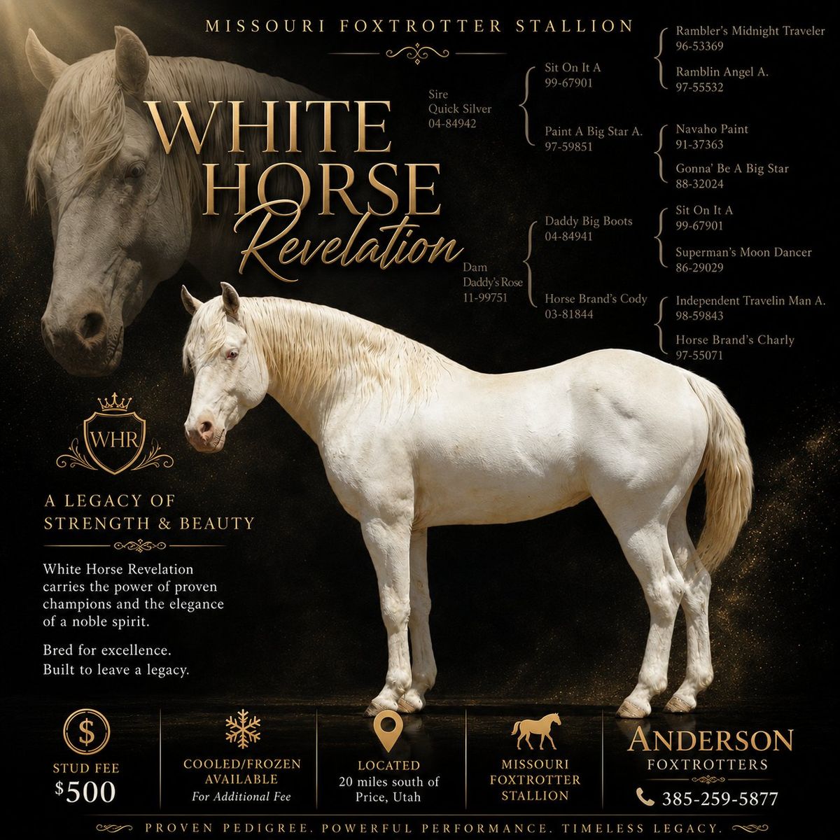 Maximal White Sabino Foxtrotter Stud Service