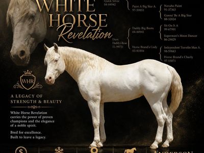 Maximal White Sabino Foxtrotter Stud Service