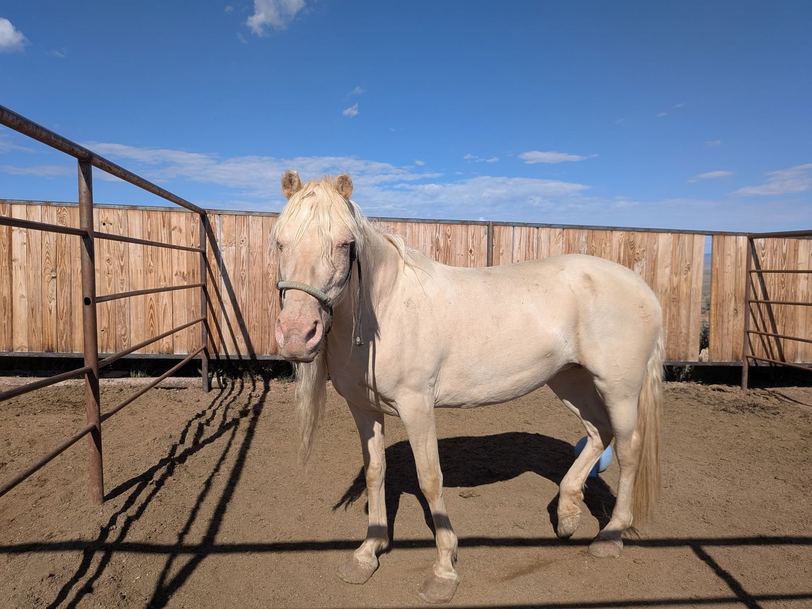 Unhandled 2019 mustang