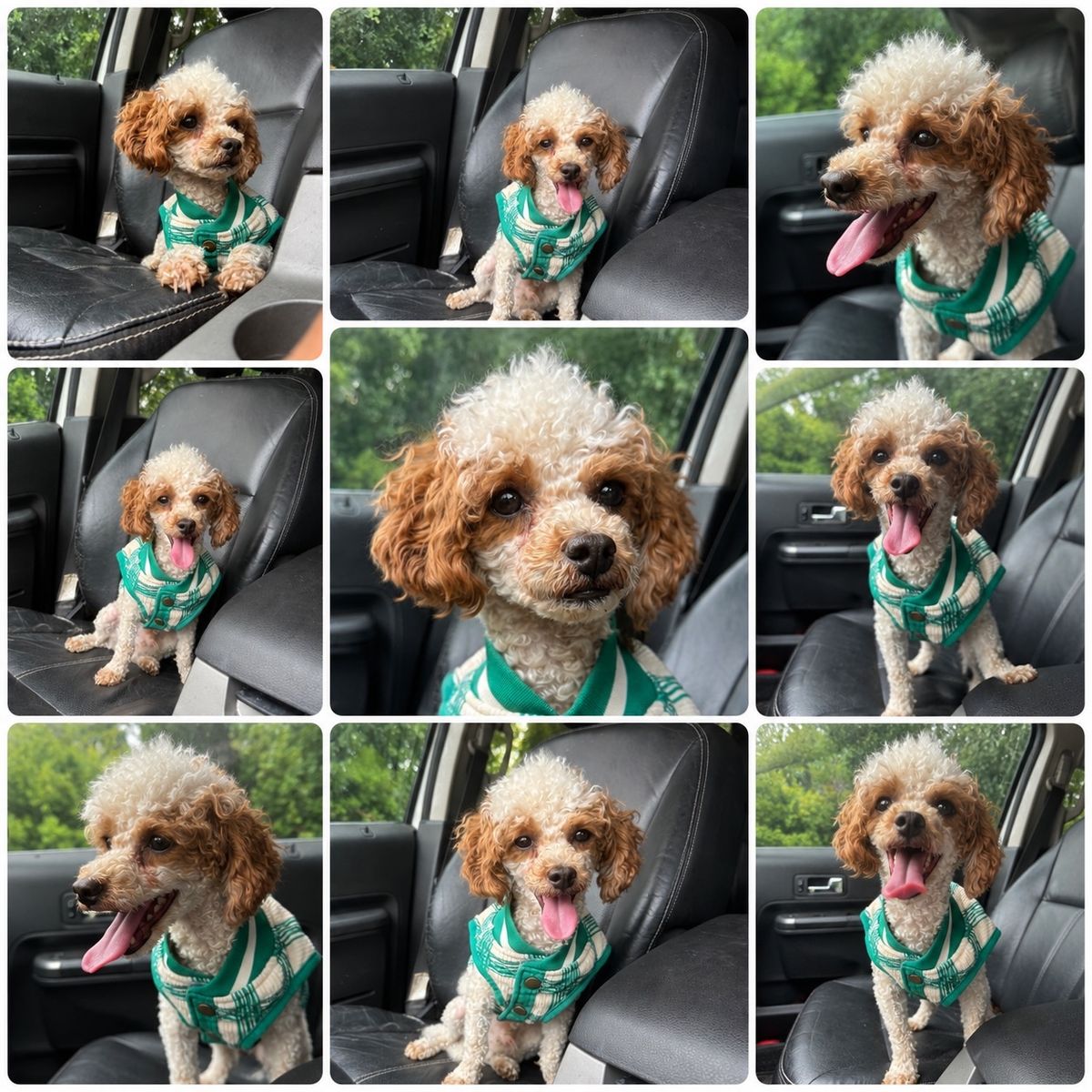 Male Poodle / Bichon Mix Dog - Hypoallergenic & no Shedding