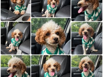 Male Poodle / Bichon Mix Dog - Hypoallergenic & no Shedding