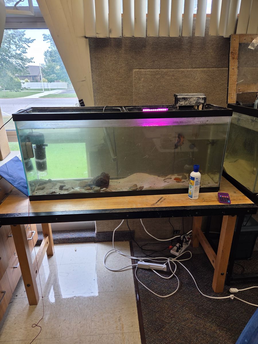 Fish and Tank