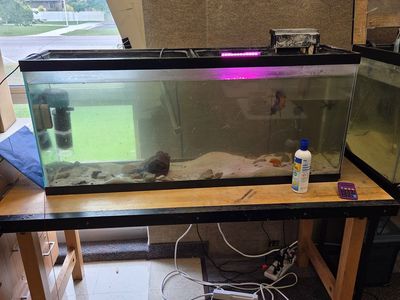 Fish and Tank