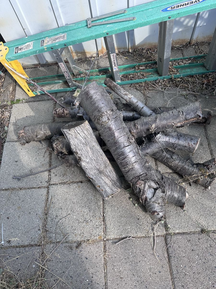 Used Wood Firewood - last yrs cut, Mixed Hardwood/Softwood Logs for Burning from our cherry tree
