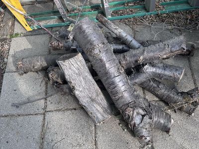 Used Wood Firewood - last yrs cut, Mixed Hardwood/Softwood Logs for Burning from our cherry tree