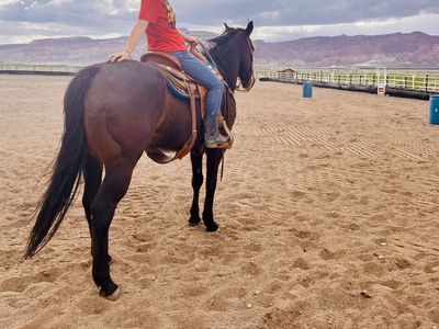 2018 AQHA Gelding