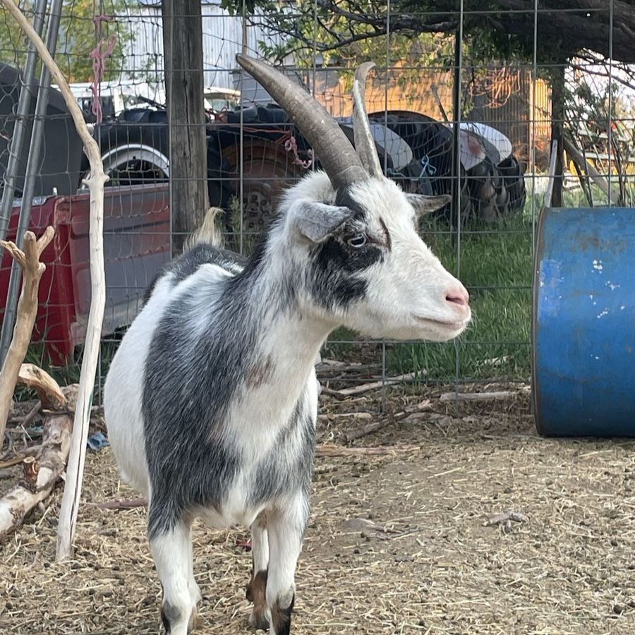Pregnant Nigerian dwarf/ oberhasil mix
