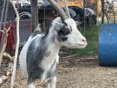 Pregnant Nigerian dwarf/ oberhasil mix