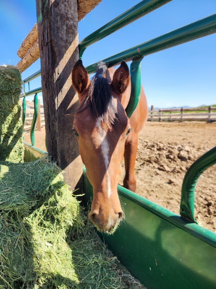 Year Old Colt $250 OBO