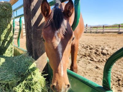 Year Old Colt $250 OBO