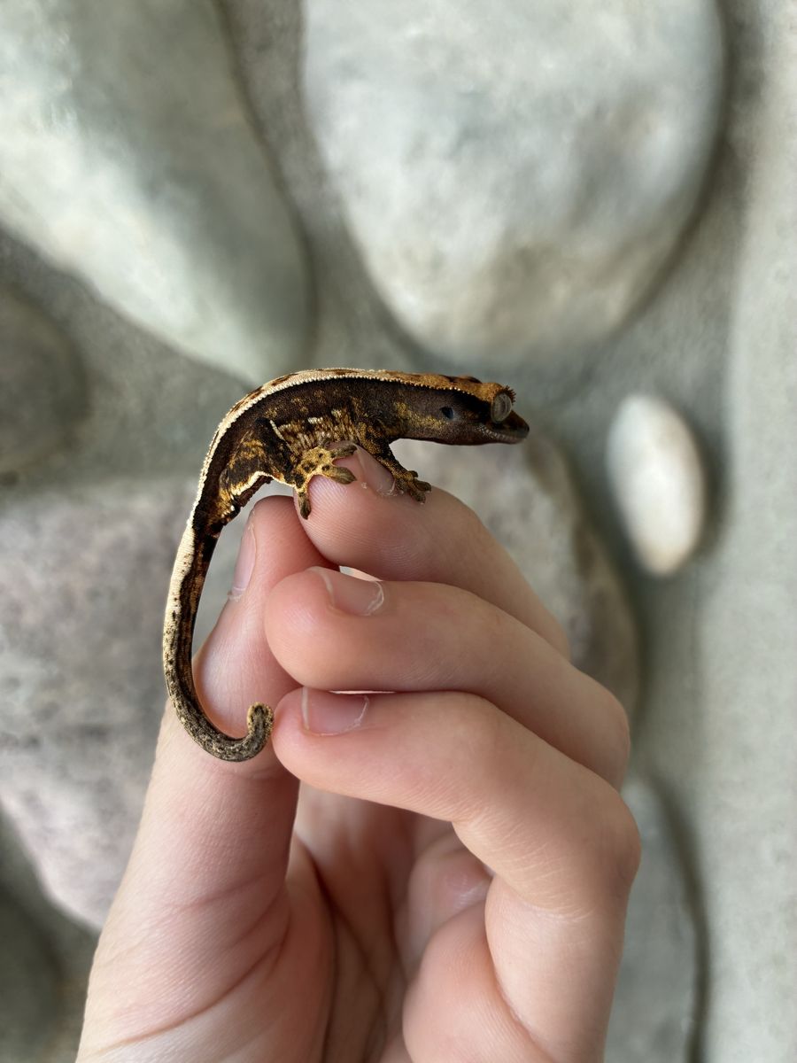 Beautiful full pinstripe pos soft scale crested gecko baby
