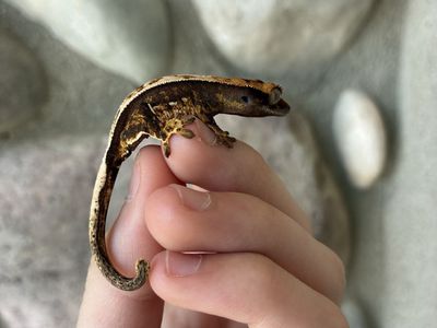 Beautiful full pinstripe pos soft scale crested gecko baby
