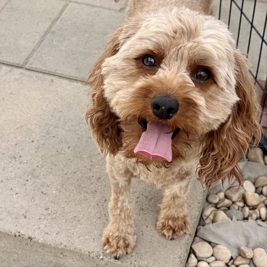 Bowser – Handsome 2-Year-Old Male Cavapoo – Intact 