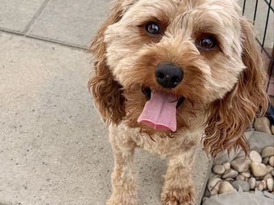 Bowser – Handsome 2-Year-Old Male Cavapoo – Intact
