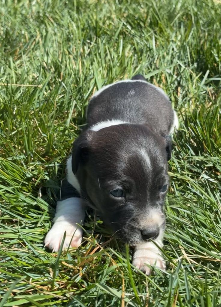 CKC Jack Russell Puppies