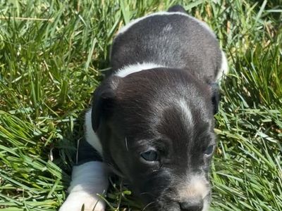 CKC Jack Russell Puppies