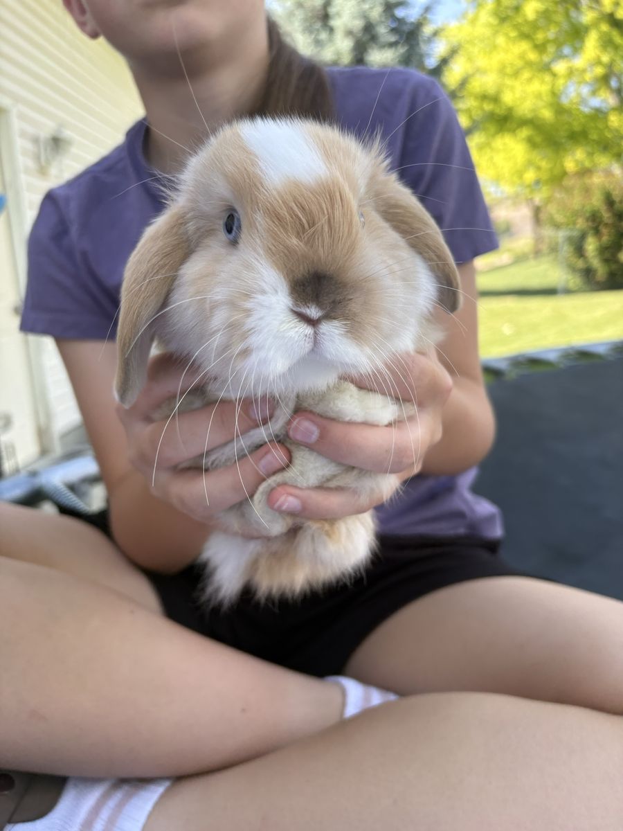 Adorable Holland Lop Bunny - Friendly Buck Ready for a New Home!