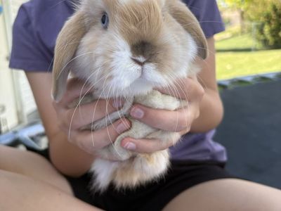 Adorable Holland Lop Bunny - Friendly Buck Ready for a New Home!