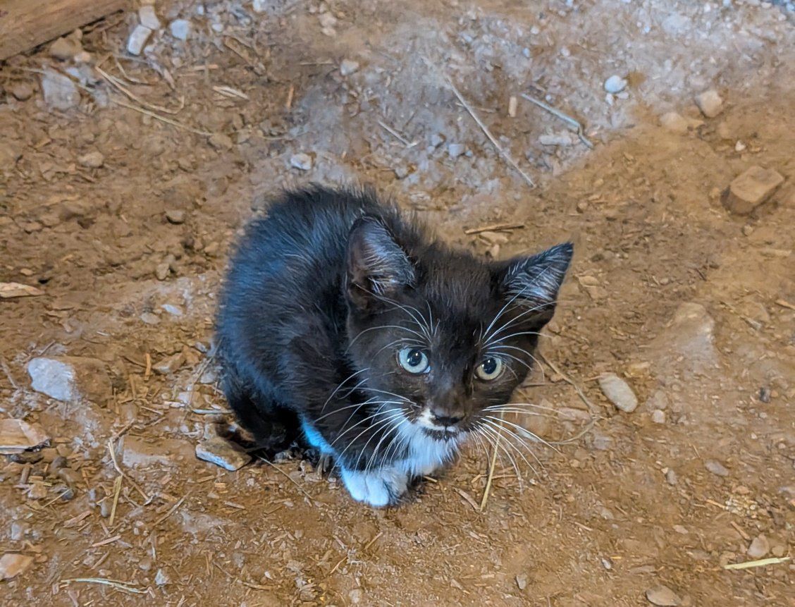 Tame Kitten
