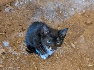 Tame Kitten