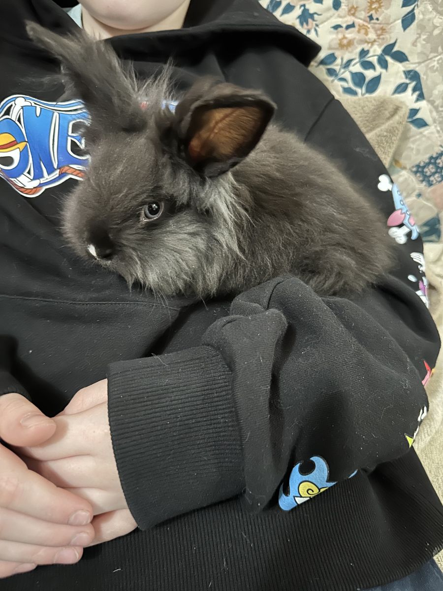 Baby Bunny