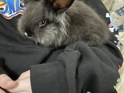 Baby Bunny