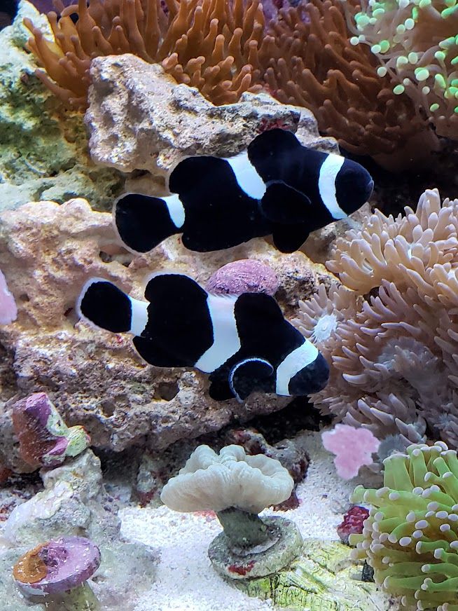 Clownfish and Rainbow Bubble Tip Anemone's