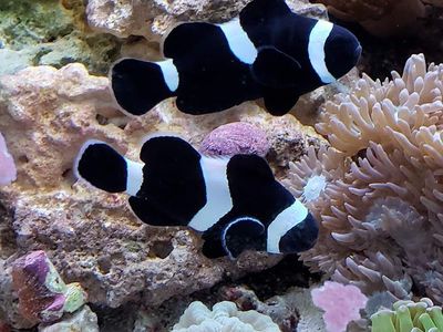 Clownfish and Rainbow Bubble Tip Anemone's