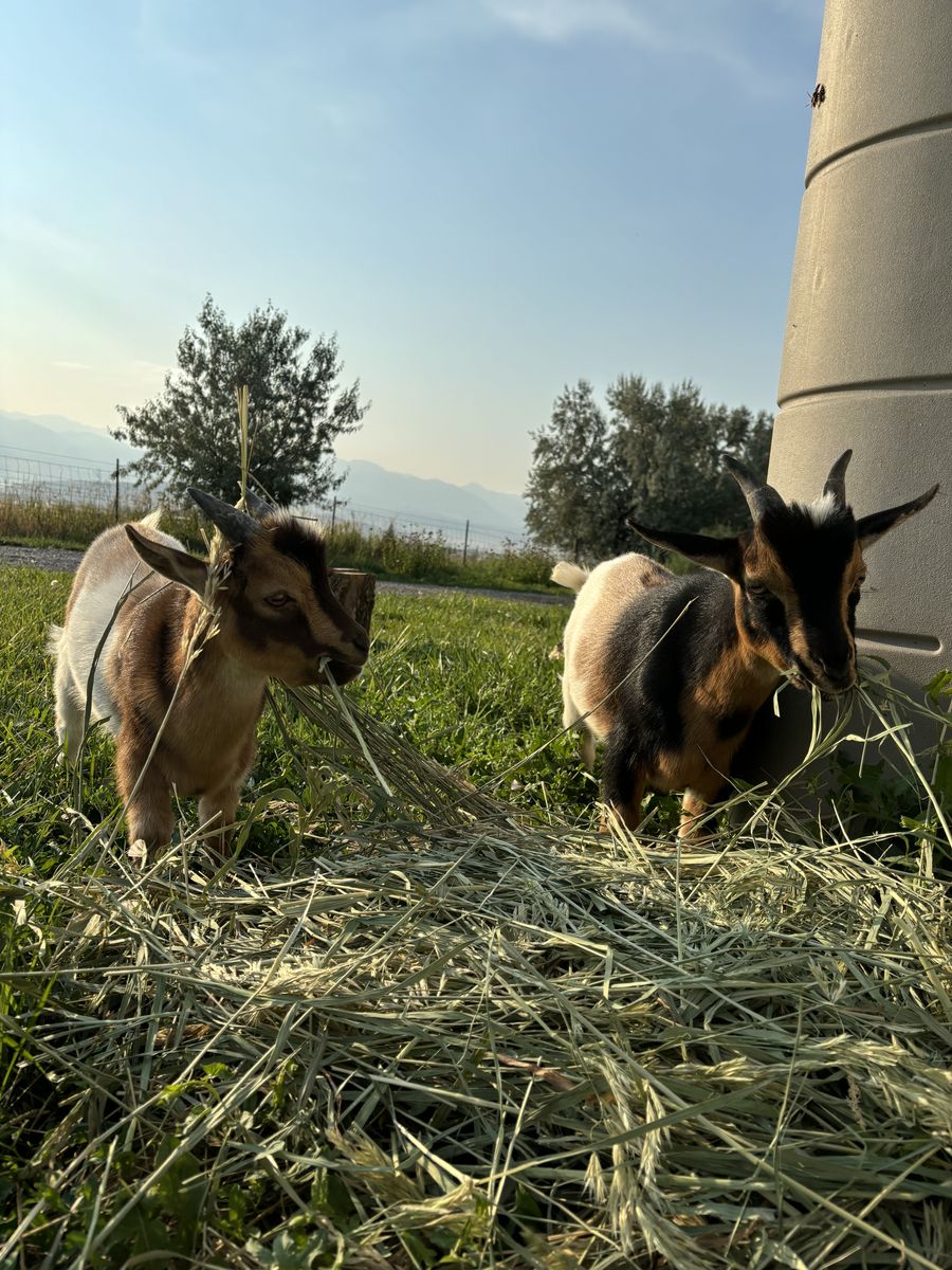 Lively Nigerian Dwarf Goat Kids