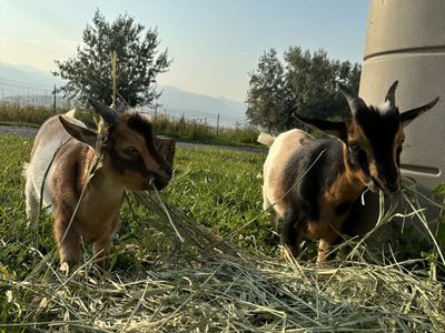 Lively Nigerian Dwarf Goat Kids