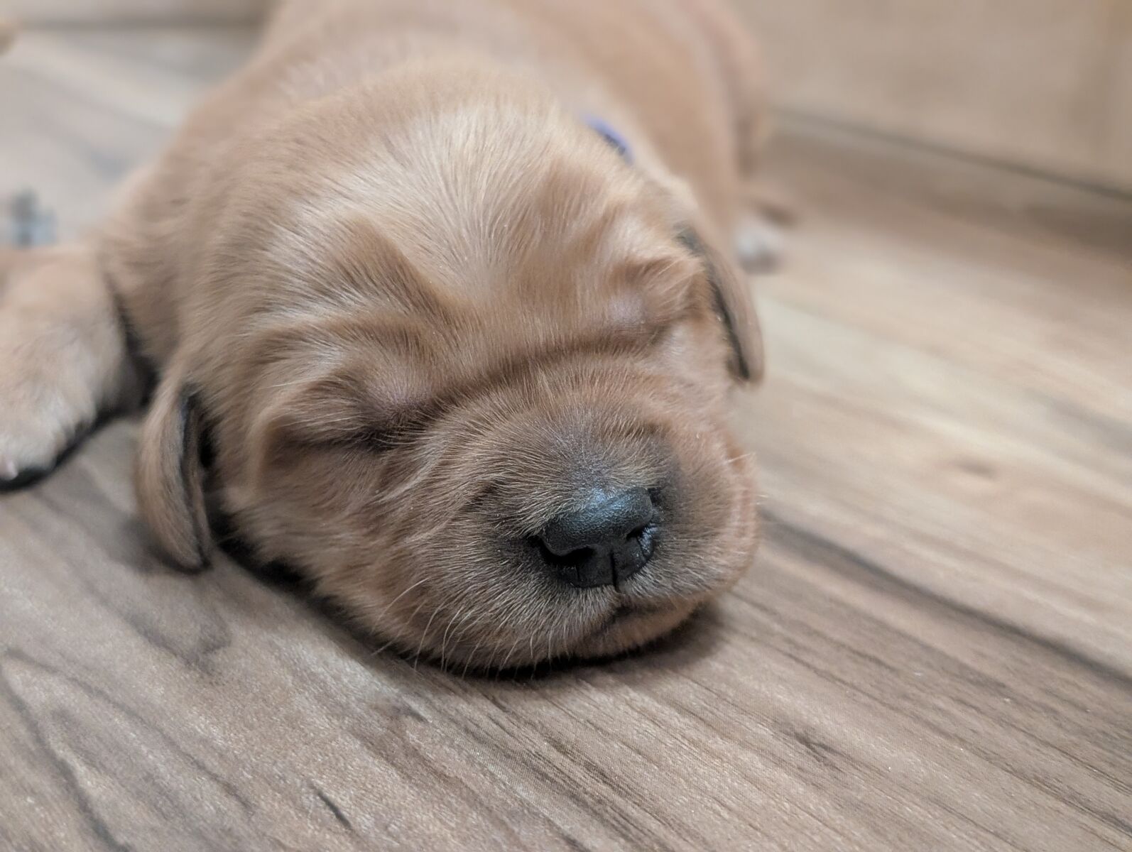 Easter puppies! AKC Dark Red Golden Retriever puppies