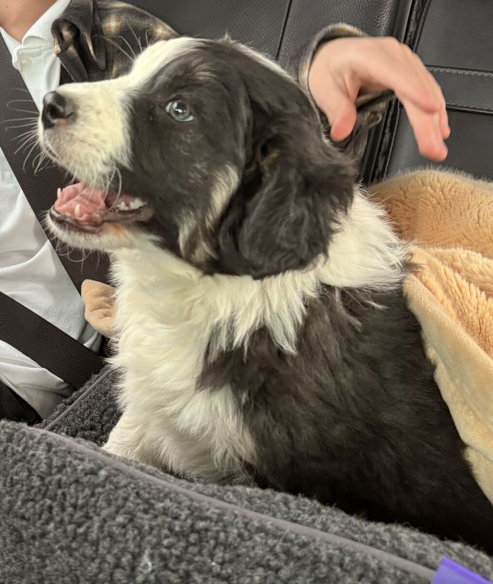 Purebred Australian Shepherd